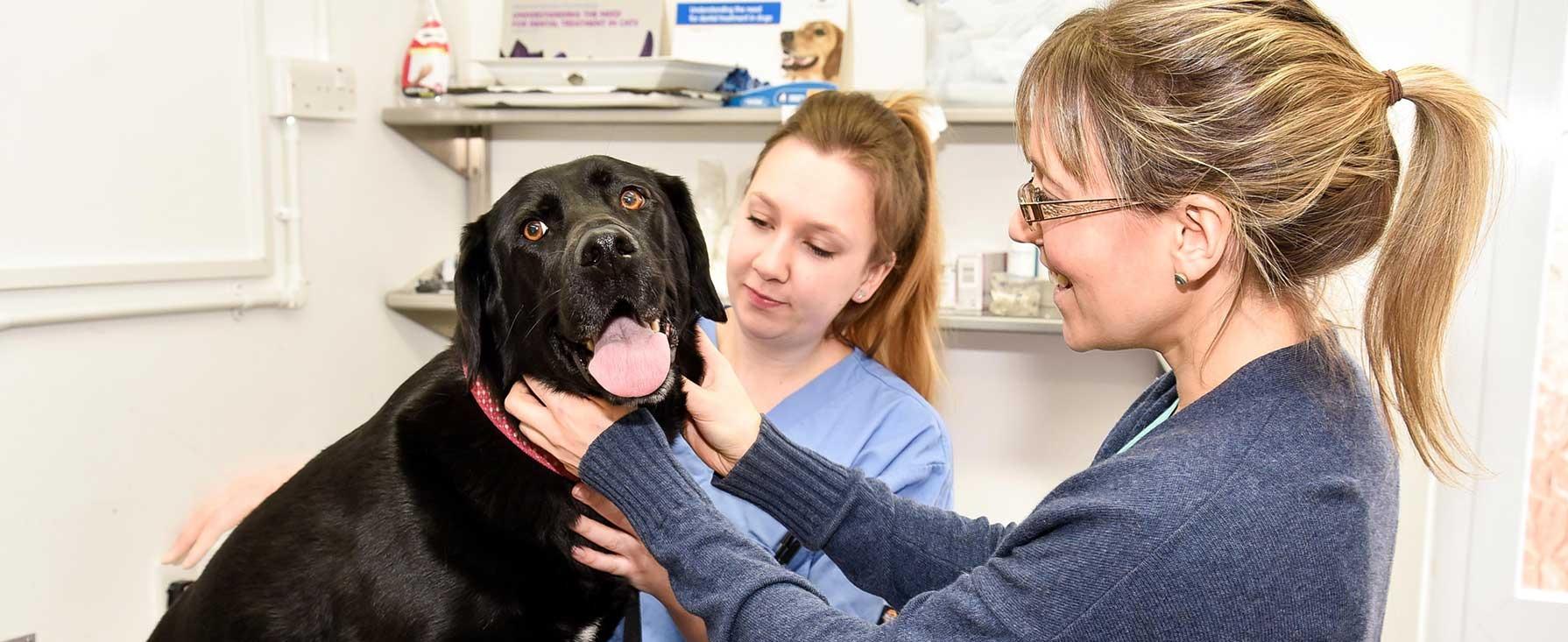 Hale-Vets---Chippenham-dog-3exam_edited