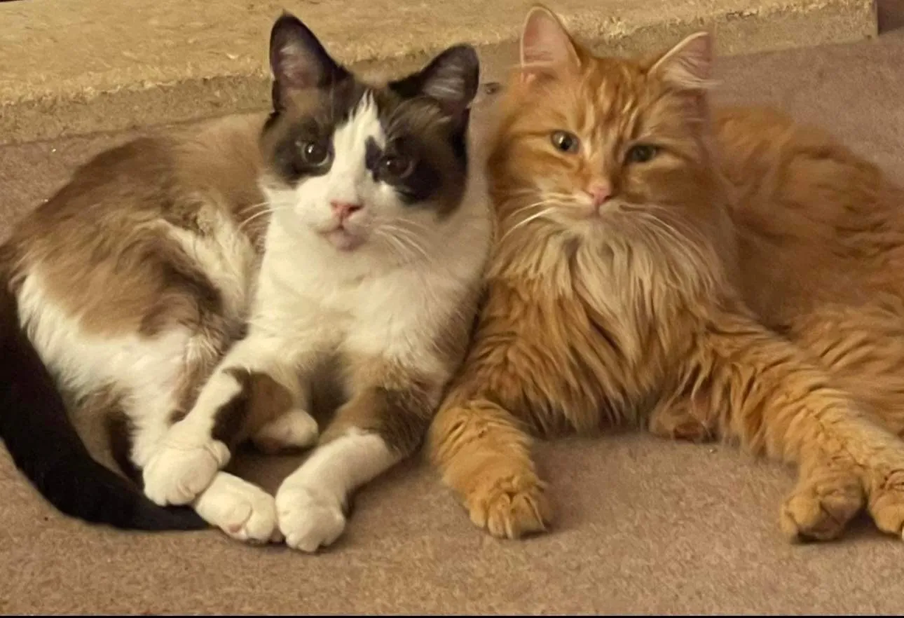 EP cats
